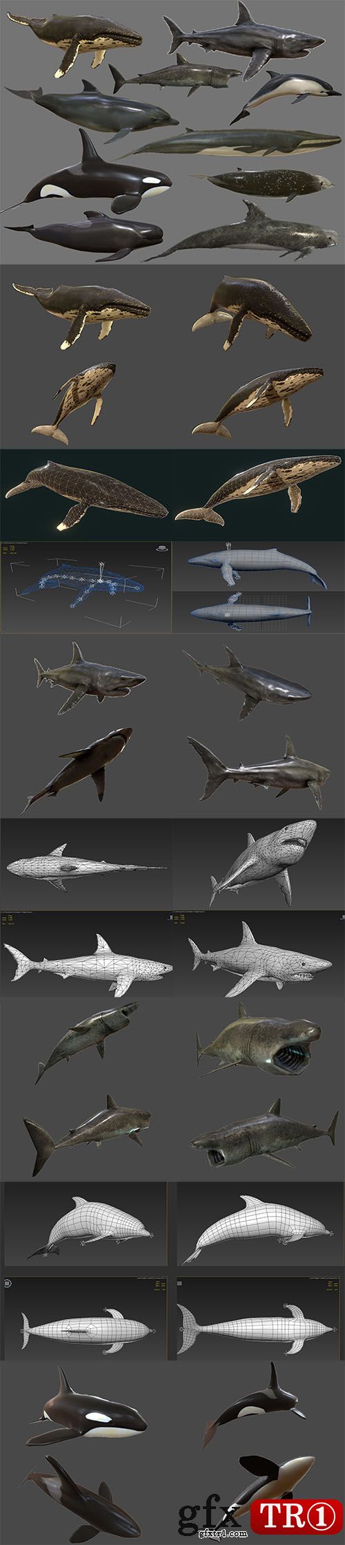 3D模型下载  低模多边形鲨鱼海豚鲸鱼模型合集 Big Fish Collection Low poly Animated Low-poly 3D model