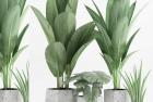     绿色植被三维模型Plant 70
